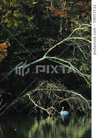 Showa Forest Swan 59053532