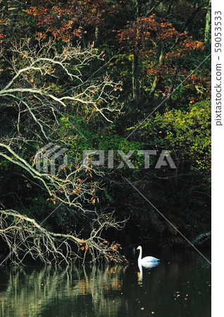 昭和森林天鵝 昭和森林天鵝 59053533
