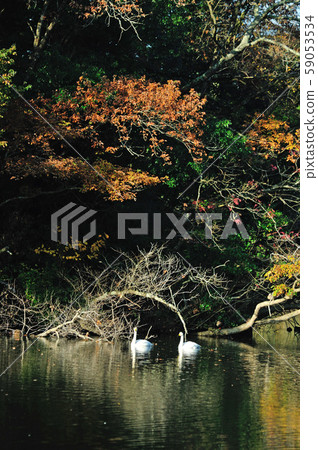 Showa Forest Swan 59053534