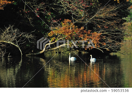 Showa Forest Swan Showa Forest Swan 59053536