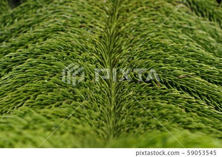 Close-up of Christmas pine fir tree branches background. Background of Christmas tree branches. 59053545