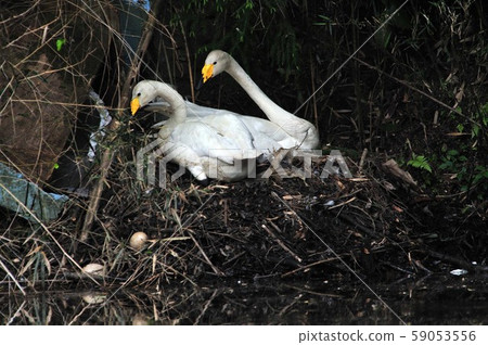 Showa Forest Swan 59053556