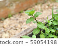 Peppermint plant in the nature 59054198