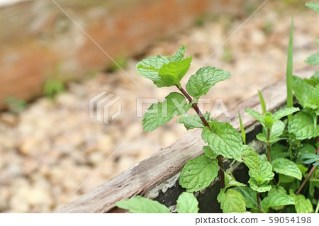 Peppermint plant in the nature Peppermint plant in the nature 59054198
