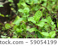 Peppermint plant in the nature 59054199
