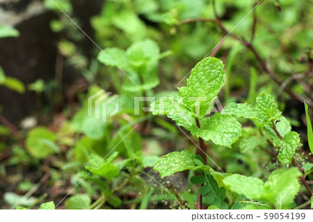 Peppermint plant in the nature Peppermint plant in the nature 59054199