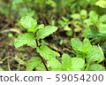 Peppermint plant in the nature 59054200