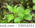 Peppermint plant in the nature 59054201