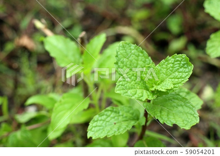 Peppermint plant in the nature Peppermint plant in the nature 59054201