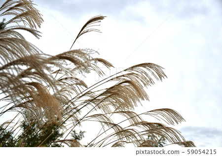 Susuki, fall image, late fall image Susuki, fall image, late fall image 59054215