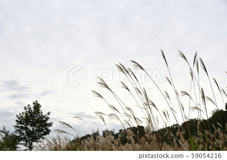 鈴木秋天圖像秋末圖像 59054216