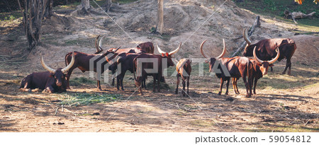 ankole watusi cattle in zoo 59054812