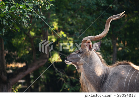 Portrait of male greater kudu antelope Portrait of male greater kudu antelope 59054818