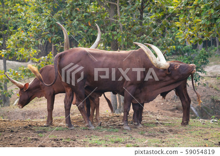 ankole watusi cattle in zoo 59054819