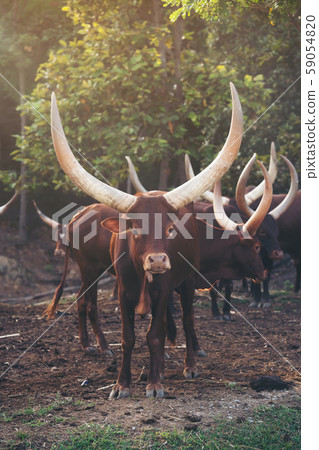 ankole watusi cattle in zoo 59054820