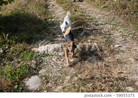 旌善邑旌善郡江原道 59055375