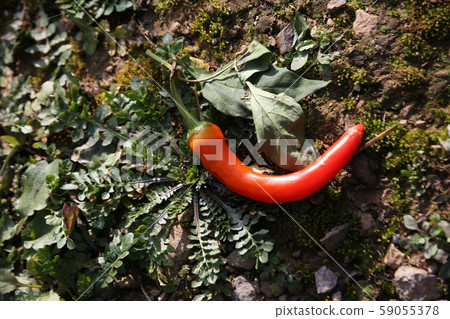 旌善邑旌善郡江原道 旌善邑旌善郡江原道 59055378