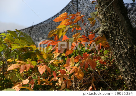 旌善邑旌善郡江原道 59055384