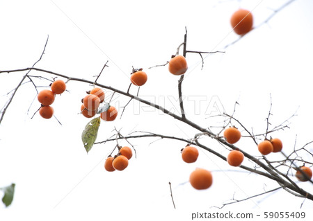 旌善邑旌善郡江原道 旌善邑旌善郡江原道 59055409