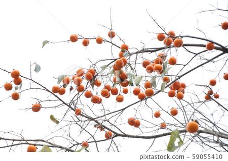 旌善邑旌善郡江原道 旌善邑旌善郡江原道 59055410