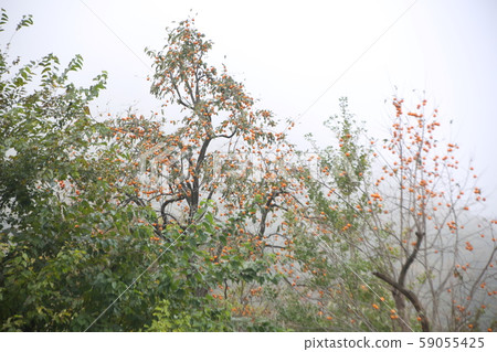 旌善邑旌善郡江原道 59055425