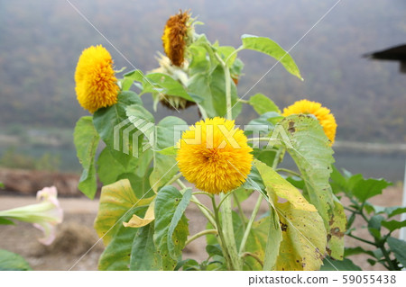 旌善邑旌善郡江原道 旌善邑旌善郡江原道 59055438