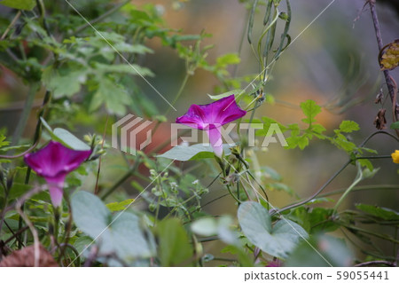 旌善邑旌善郡江原道 59055441