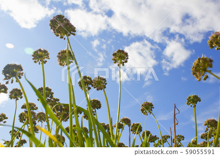韭菜花 韭菜花 59055591