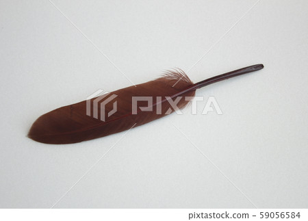feather feather 59056584