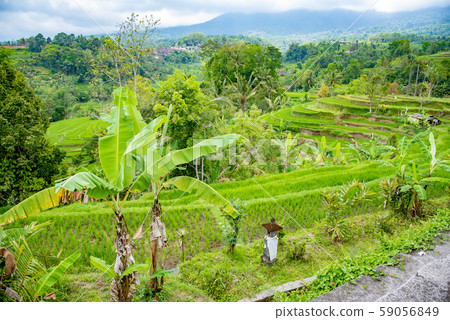 Indonesia, Terraced Rice Terrace, Terrace of Rice Terrace Indonesia, Terraced Rice Terrace, Terrace of Rice Terrace 59056849