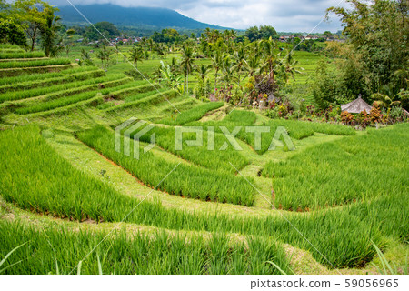 Rice terrace of Jati Louis, Bali, Indonesia 59056965