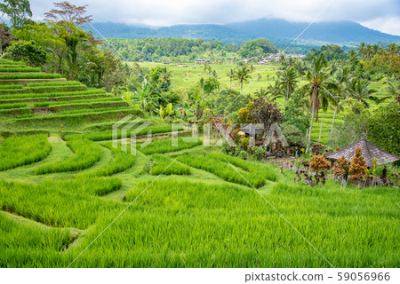 Rice terrace of Jati Louis, Bali, Indonesia 59056966