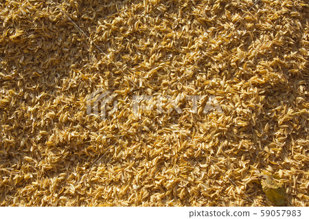 Rice husk 59057983