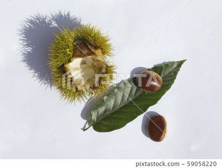 栗葉 栗葉 59058220