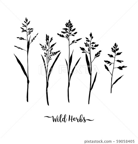 Grass black silhouettes, Wild herbs isolated, Meadow grass. Vector floral illustration Grass black silhouettes, Wild herbs isolated, Meadow grass. Vector floral illustration 59058405