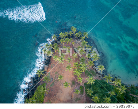 Aerial view of coconut trees at seaside the Aerial view of coconut trees at seaside the 59059073
