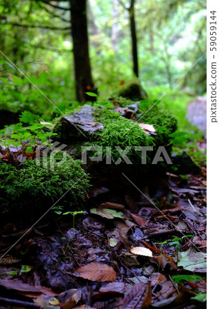 2017年10月43日 59059144