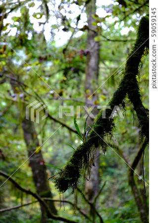 2017年10月44日 59059145