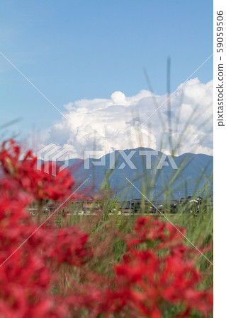 Cluster amaryllis in full bloom and autumn sky copy space 59059506