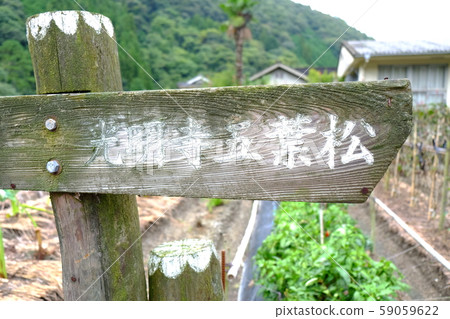 山梨小宮寺五子鬆4 山梨小宮寺五子鬆4 59059622