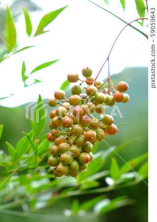 18 of Goyomatsu in Yamanosa Komyo-ji Temple 18 of Goyomatsu in Yamanosa Komyo-ji Temple 59059643