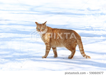 一隻家貓站在雪地上[2-1] 59060977