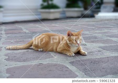 Sphinx pose cat 59061328