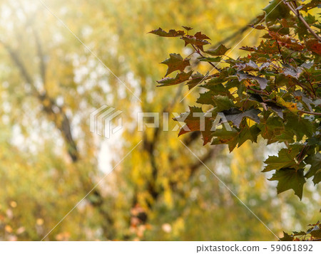 Autumn green, yellow and orange maple leaves Autumn green, yellow and orange maple leaves 59061892