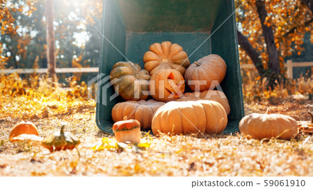 Wheelbarrow with seasonal autumn harvest and ripe pumpkin 59061910
