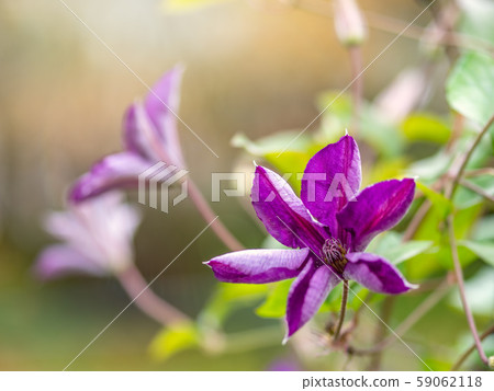 Large purple flowers in the sunset light. Large purple flowers in the sunset light. 59062118