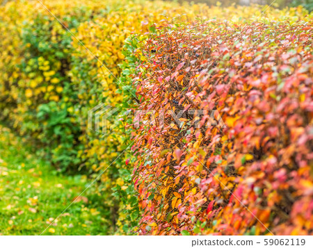 Autumn branches with orange, green and yellow leaves Autumn branches with orange, green and yellow leaves 59062119