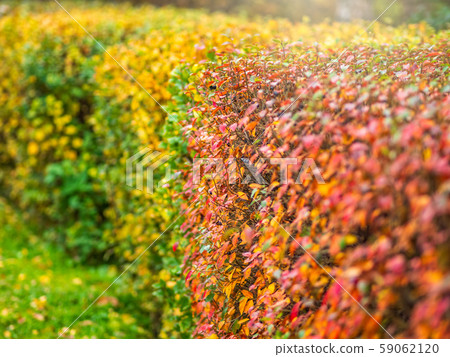 Autumn branches with orange, green and yellow leaves 59062120