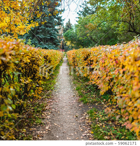 Path with fallen leaves in the autumn park 59062171