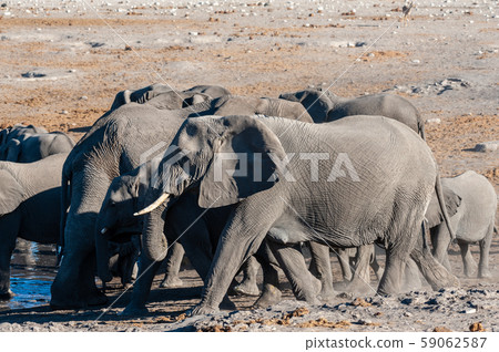 Close up of a Herd of African Elephants Bathing and Drinking in a Waterhole 59062587